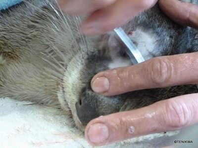 Otter dies after long battle to survive
